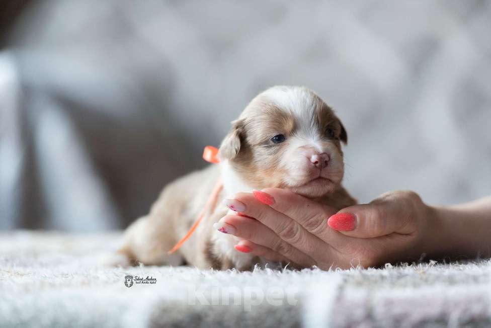 Собаки в Москве: Миниатюрная американская овчарка (мини-аусси) Девочка, 250 000 руб. - фото 1