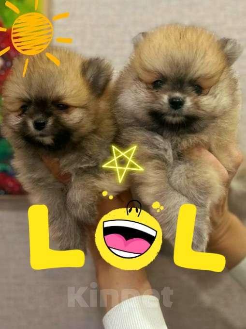 Собаки в Москве: Померанские шпицы  Мальчик, 25 000 руб. - фото 2