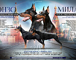 Собаки в Москве: Элитные щенки добермана Девочка, Бесплатно - фото 4