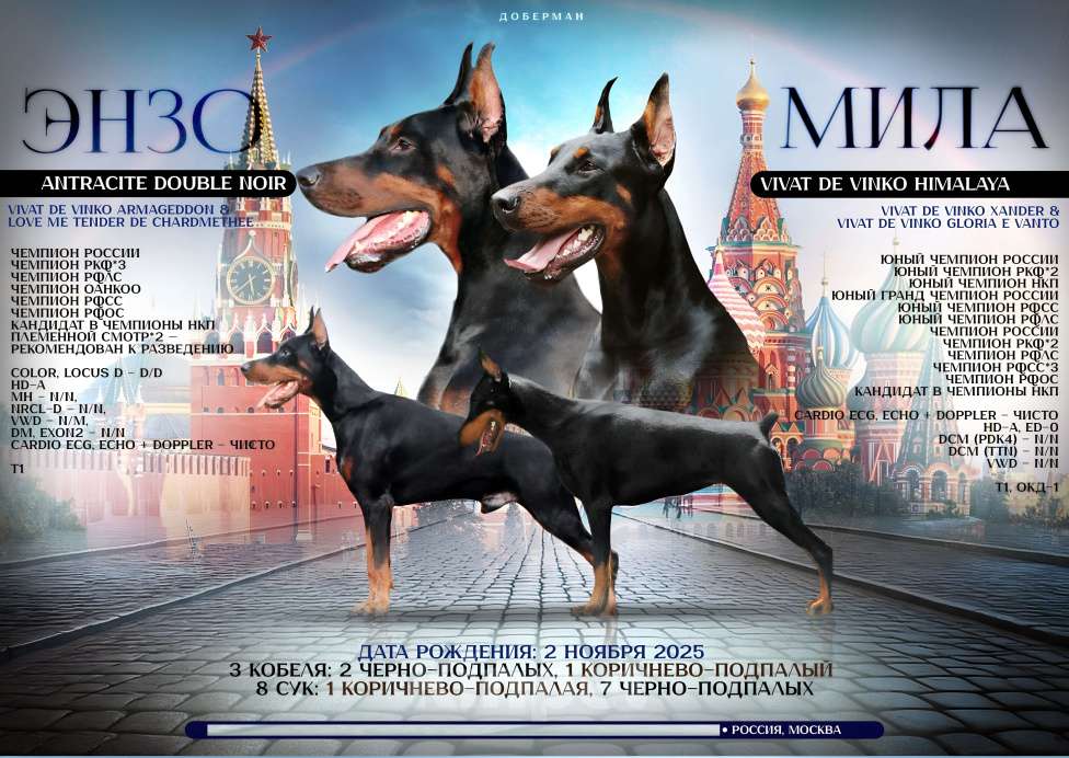 Собаки в Москве: Элитные щенки добермана Девочка, Бесплатно - фото 4