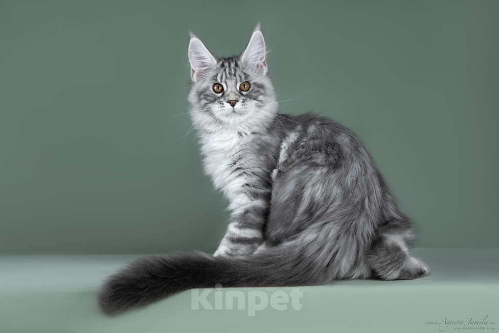 Кошки в Видном: Мейн-кун котенок булочка Ася Девочка, 50 000 руб. - фото 3