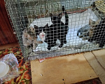 Кошки в других городах Ставропольского края: Отдам котят в добрые руки Мальчик, Бесплатно - фото 3