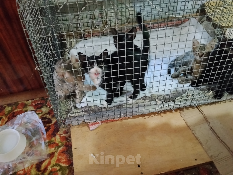 Кошки в других городах Ставропольского края: Отдам котят в добрые руки Мальчик, Бесплатно - фото 3