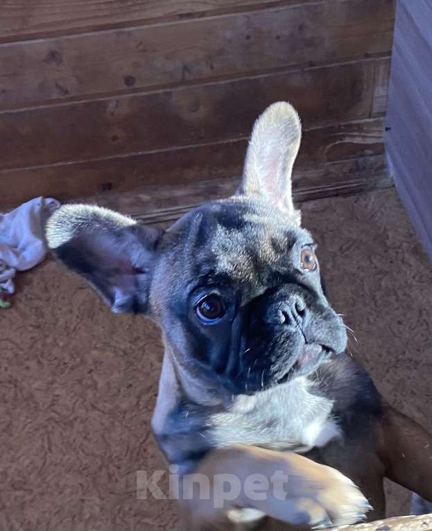 Собаки в Санкт-Петербурге: Шикарный мальчик палевого окраса  Мальчик, 45 000 руб. - фото 5