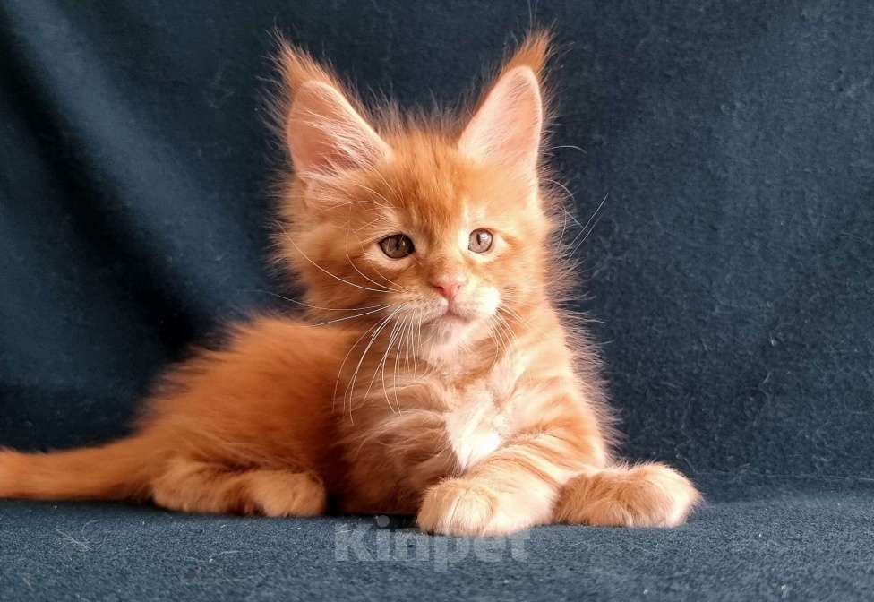 Кошки в Санкт-Петербурге: котенок Мальчик, Бесплатно - фото 1