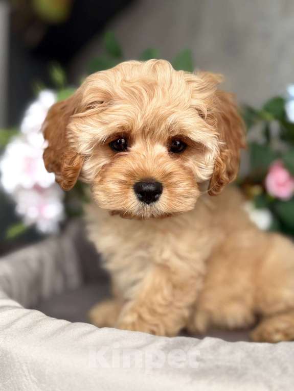 Собаки в Москве: Кавапу щенок Девочка, Бесплатно - фото 1