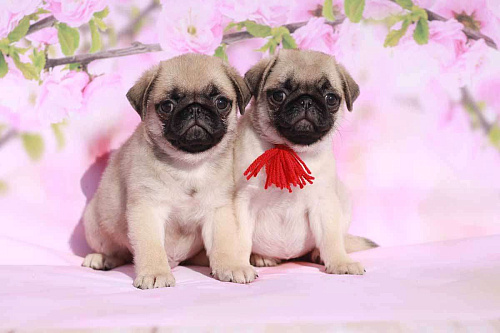 Мопс очаровательная девочка