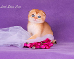 Кошки в Санкт-Петербурге: Золотой скоттиш-фолд Мальчик, Бесплатно - фото 2