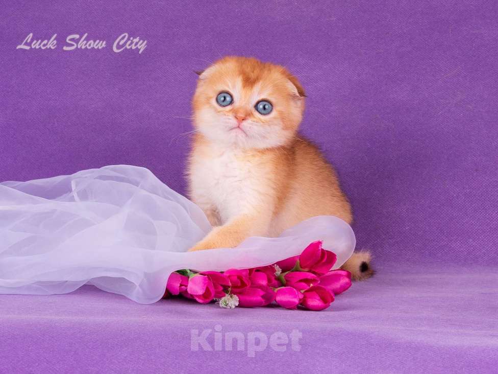 Кошки в Санкт-Петербурге: Золотой скоттиш-фолд Мальчик, Бесплатно - фото 2