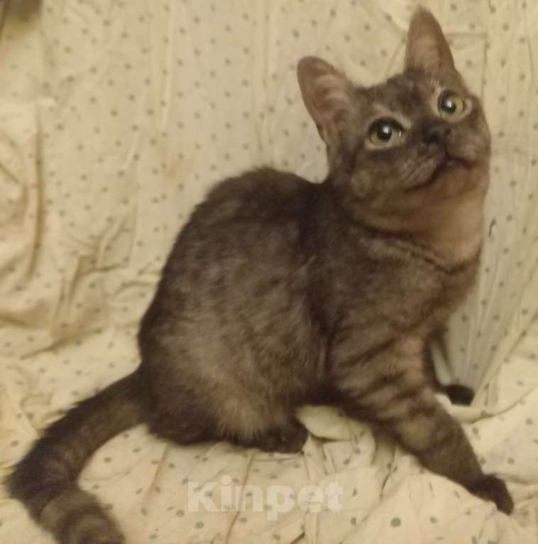 Кошки в Москве: Плюшевый шотландский котёнок окраса голубое серебро Мальчик, Бесплатно - фото 5