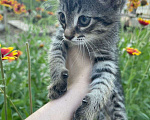 Кошки в Астрахани: Котенок девочка Девочка, Бесплатно - фото 1