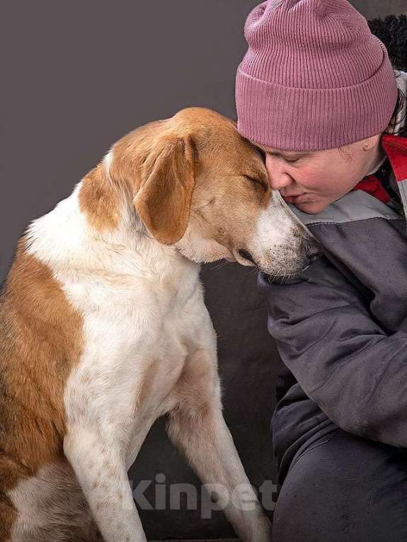 Собаки в Москве: Зара, обворожительная, статная гончая ищет дом Девочка, Бесплатно - фото 8