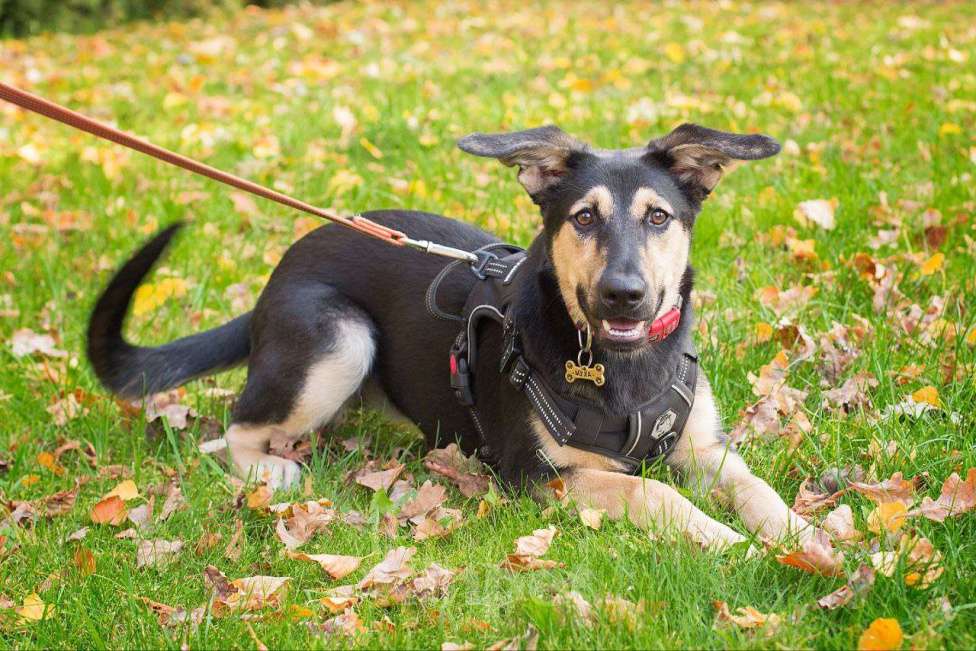 Собаки в Москве: Щенок Муха в добрые руки Девочка, Бесплатно - фото 2
