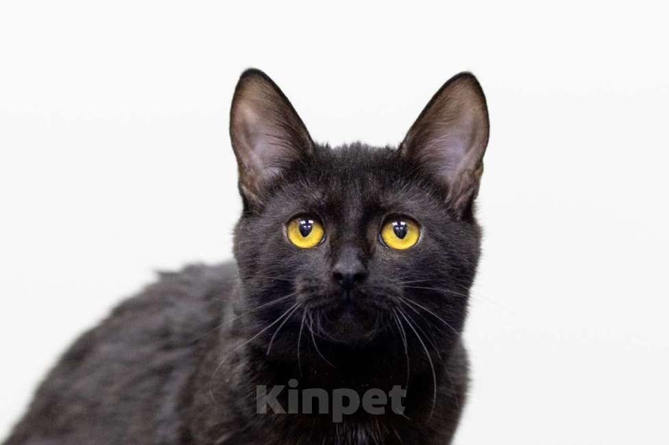 Кошки в Москве: котенок Фасоль Девочка, Бесплатно - фото 1