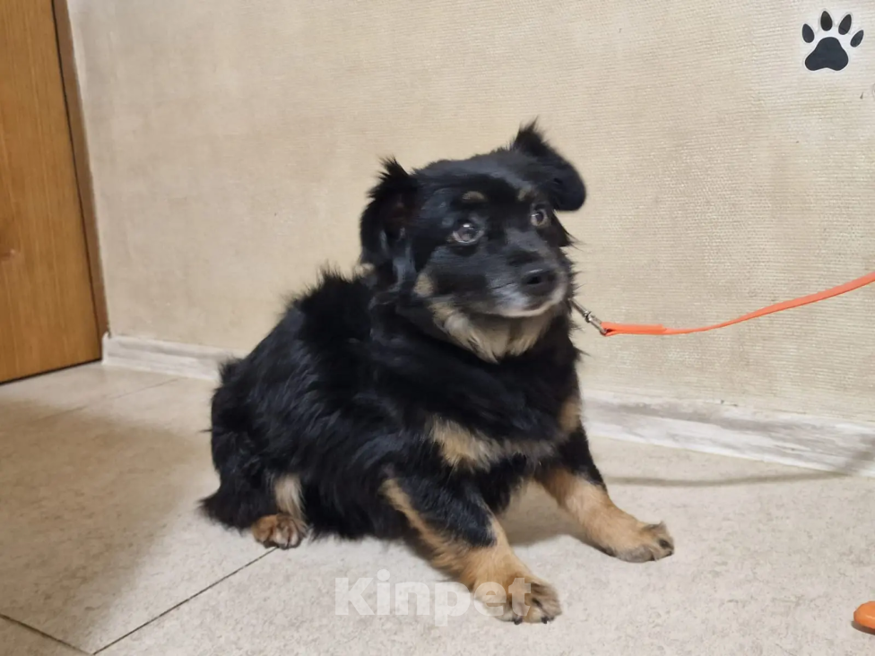 Собаки в Краснодаре: Ищу своего жадину который не отдаст меня ни кому  Девочка, 1 руб. - фото 1