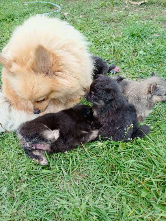 Собаки в Перми: Шпиц немецкий  Девочка, 18 000 руб. - фото 5