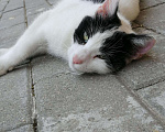 Кошки в Княгинино: Мурочка , Бесплатно - фото 5