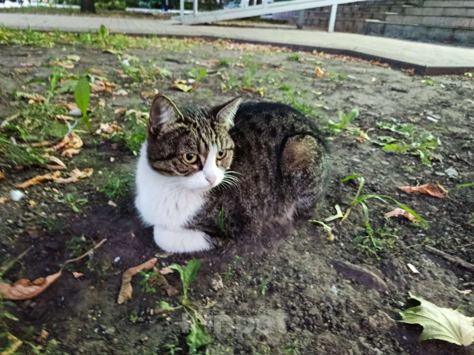 Кошки в Москве: Бездомная ласковая кошечка  Девочка, Бесплатно - фото 3