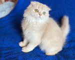 Кошки в сестрорецке: Марсель очень душевный Мальчик, 25 000 руб. - фото 2