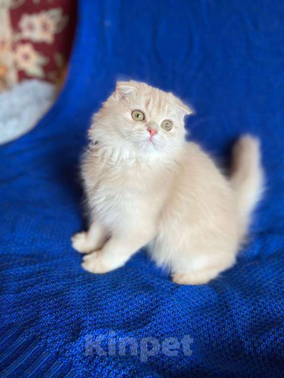 Кошки в Сестрорецке: Марсель очень душевный Мальчик, 25 000 руб. - фото 2