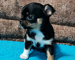 Собаки в Владимире: Миниатюрная деловушка  Девочка, 50 000 руб. - фото 2
