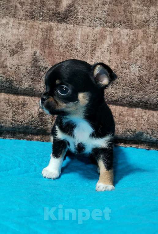 Собаки в Владимире: Миниатюрная деловушка  Девочка, 50 000 руб. - фото 2