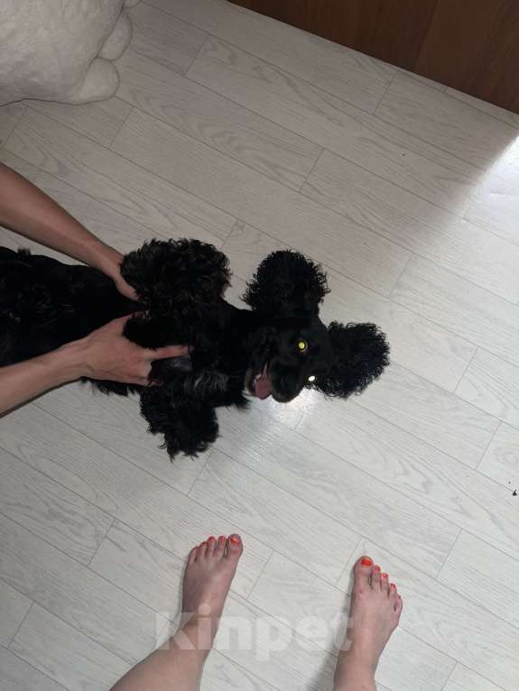 Собаки в Ростове-на-Дону: Найден спаниель черный Мальчик, Бесплатно - фото 3