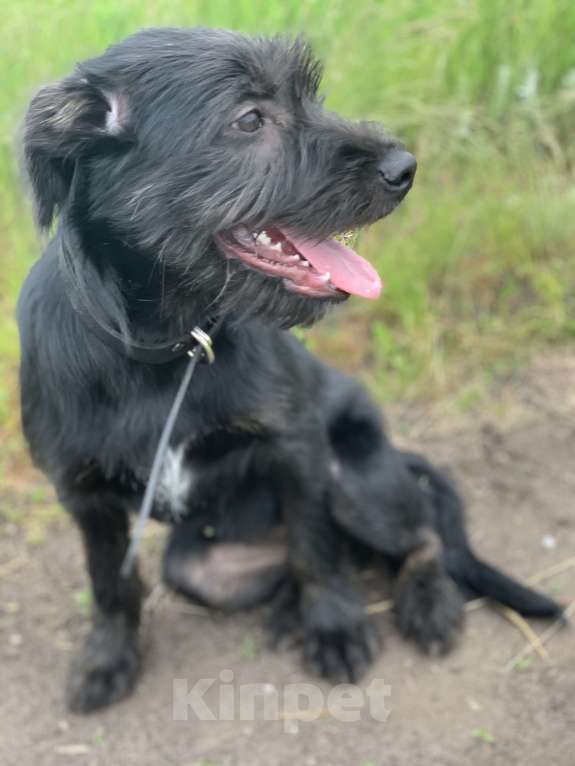 Собаки в Краснодаре: Охотничья помесь ризеншнауцера Девочка, 1 руб. - фото 2