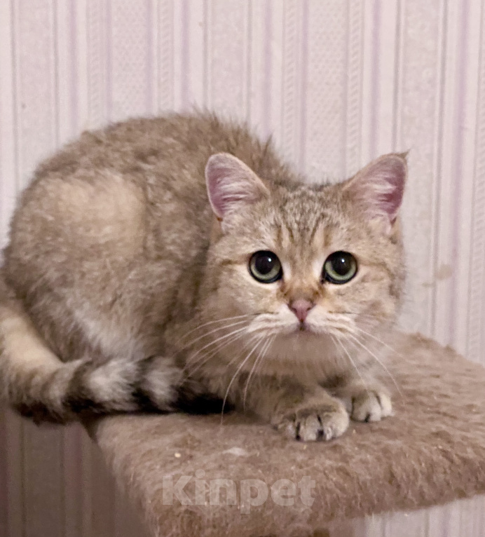 Кошки в Москве: Британские золотые и серебристые шиншиллы в добрые руки.  Мальчик, Бесплатно - фото 9