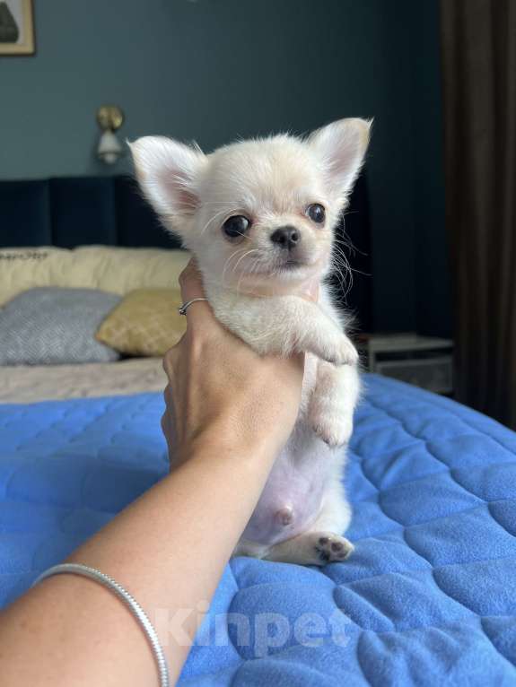 Собаки в Коломне: Чипсик 2.5 мес  Мальчик, 50 000 руб. - фото 2