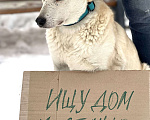 Собаки в Москве: Снежа. Спасена и теперь ищет дом Девочка, Бесплатно - фото 6