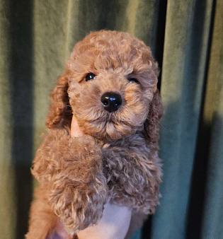 Мальчики той и миниатюра, ркф