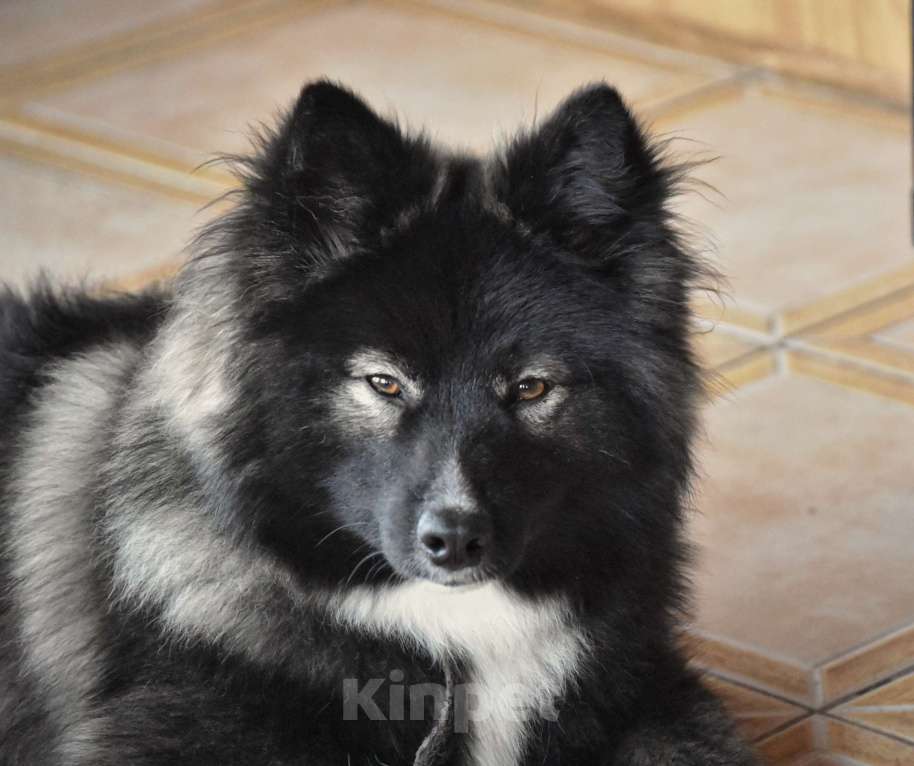 Собаки в Москве: Ненецкая оленегонная лайка. Кобель YUYDI. Мальчик, 60 000 руб. - фото 8