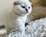 Кошки в Санкт-Петербурге: Шотландский вислоухий мальчик Мальчик, 50 000 руб. - фото 2