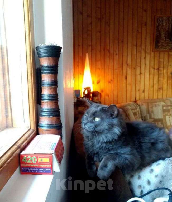 Кошки в Кубинке: Разговорчивый Кузя, кото-пёс Мальчик, Бесплатно - фото 1