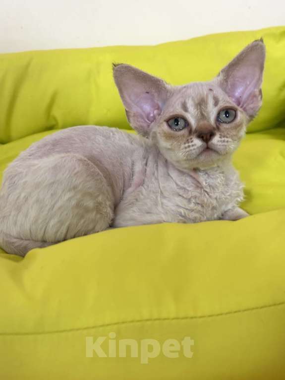 Кошки в Лобне: Мальчик девон рекс Мальчик, 80 000 руб. - фото 3