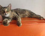 Кошки в Краснодаре: Винюша Девочка, Бесплатно - фото 1