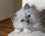 Кошки в Москве: Роскошный котенок к 14 февраля ,успейте забронировать!!! Мальчик, 90 000 руб. - фото 1