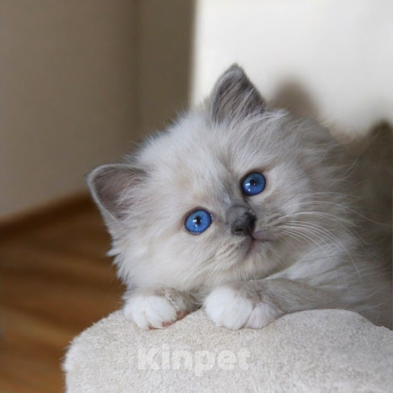 Кошки в Москве: Роскошный котенок к 14 февраля ,успейте забронировать!!! Мальчик, 90 000 руб. - фото 1