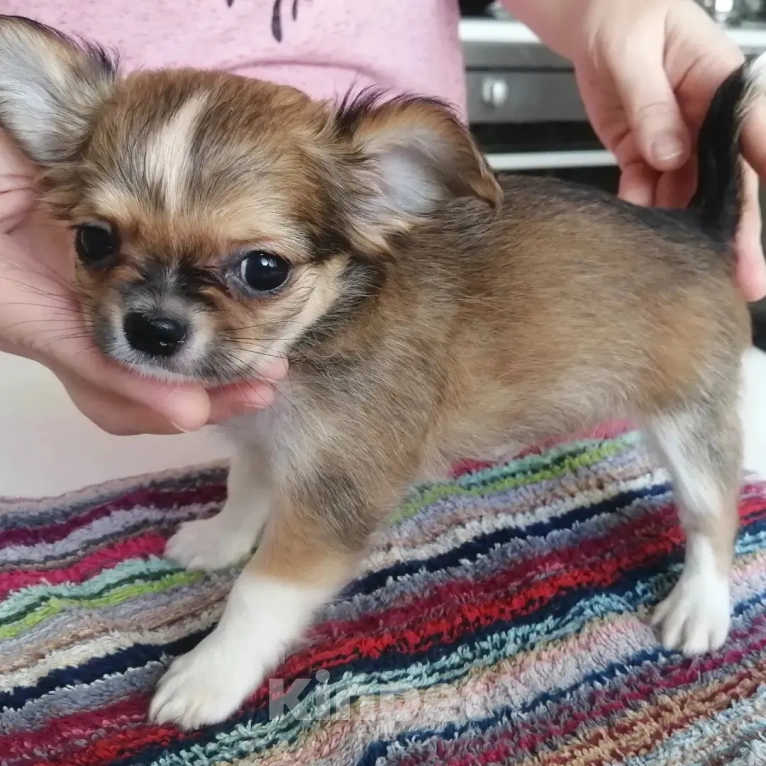 Собаки в Москве: Мальчик, рыжий с белым с соболем Мальчик, 30 руб. - фото 2