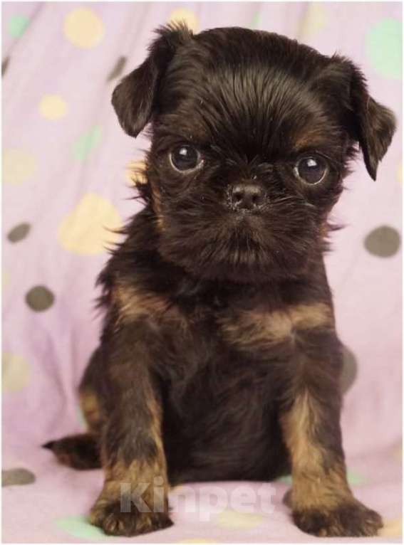 Собаки в Москве: ЗАРНИЦА Девочка, 90 000 руб. - фото 3