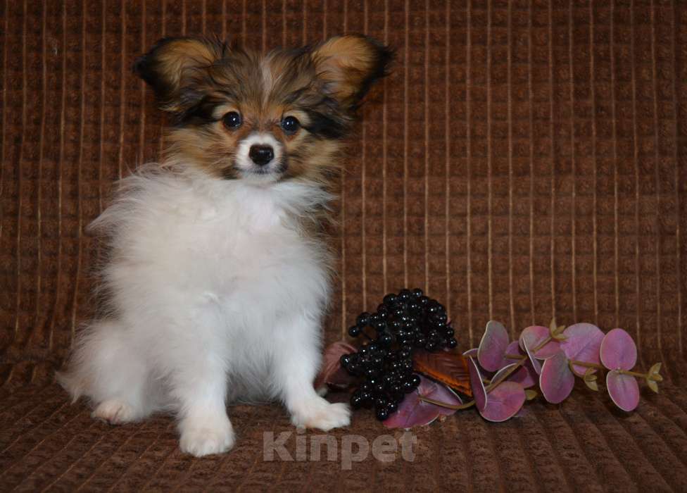 Собаки в Москве: Рыжий мальчик папийона Мальчик, 50 000 руб. - фото 2