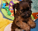Собаки в Омске: Щенок брюссельского гриффона Мальчик, 50 000 руб. - фото 1