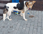 Собаки в Саратове: Чей пёс? Мальчик, Бесплатно - фото 2