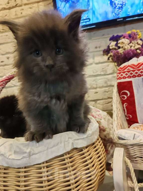 Кошки в Москве: Шикарные мейн куны. Мальчик, 50 000 руб. - фото 4