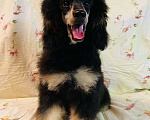 Собаки в Москве: Пудель окраса черно-подпалый кобель Мальчик, Бесплатно - фото 1