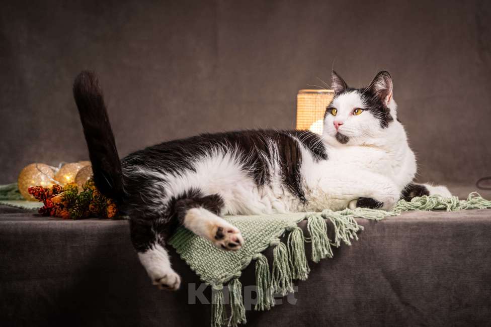 Кошки в Клине: Фунтик — котик с мягким характером Мальчик, Бесплатно - фото 5