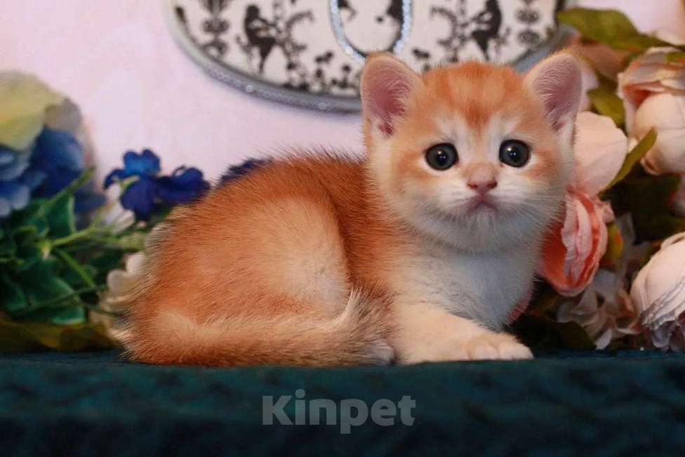 Кошки в Москве: Золотой котик Мальчик, 20 000 руб. - фото 4