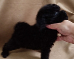 Собаки в Санкт-Петербурге: Той пудель щенок  Мальчик, 60 000 руб. - фото 1