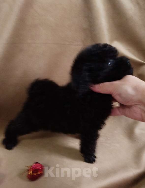 Собаки в Санкт-Петербурге: Той пудель щенок  Мальчик, 60 000 руб. - фото 1